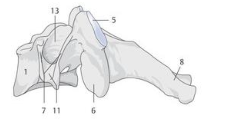 <p>6 </p>