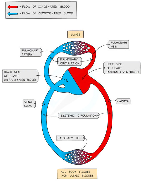 <ul><li><p>Aerobic respiration requires <strong>oxygen</strong> to release energy from glucose, but other substances also need transportation (e.g., nutrients).</p></li><li><p>Study circulatory diagrams carefully:</p><ul><li><p>Understand single vs. double circulatory systems.</p></li><li><p>Distinguish pulmonary and systemic circulation.</p></li></ul></li></ul><p></p>