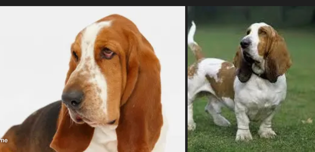 <p>DOG BREEDS: what is the breed?</p>