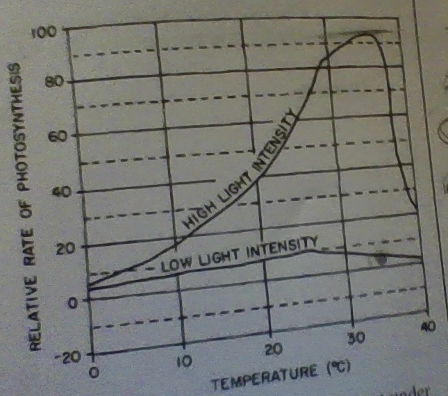 <p>The relative rate of photosynthesis is greatest under which conditions of light intensity and temperature?</p>