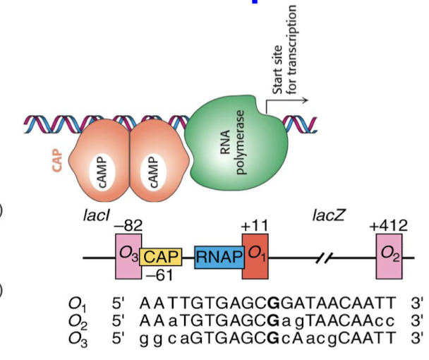 <p>CAP-cAMP binding stimulates transcription 50-fold. It bends DNA and the open complex will not form readily without this. CAP-cAMP only has this effect when the Lac repressor has dissociated.</p>