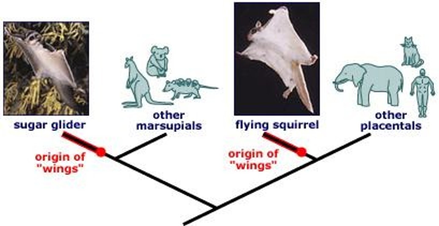 <p>Analogous traits are similar traits that evolve in unrelated groups of organisms, often through convergent evolution.</p>