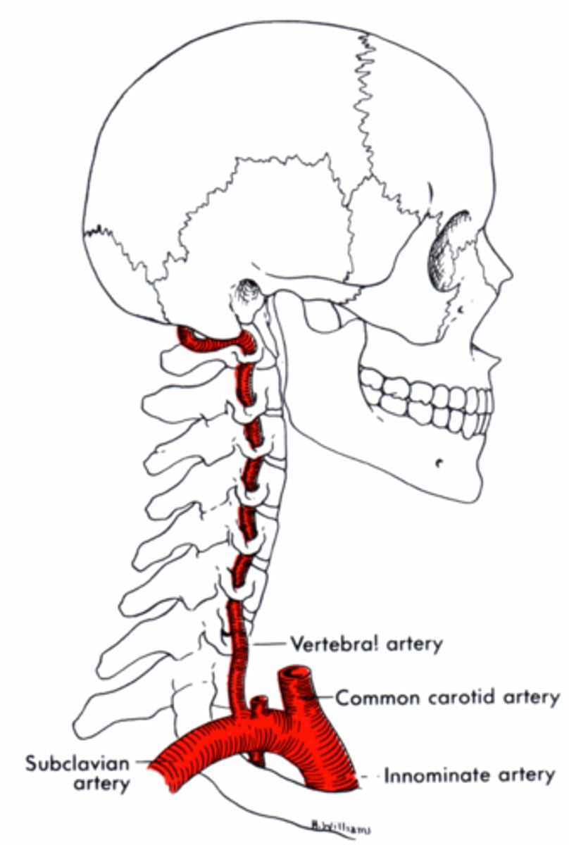 <p>Cavity which contains the brain</p>