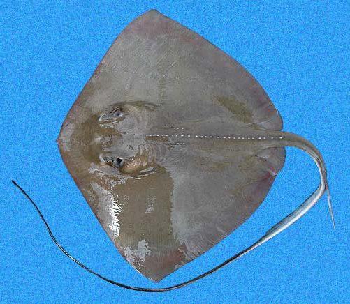 <p>brownish gray</p><p>small white spot between eyes</p><p>snout continuous with almost straight anterior fin margins</p><p>series of denticles on shoulder </p><p>tail has ventral skin fold</p>