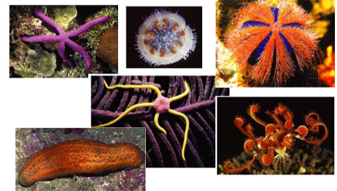 <p>Echinoderms (~7,000 species) include <strong>sea stars, sea urchins, sea cucumbers, sea daisies, and sand dollars</strong>.</p><p></p>