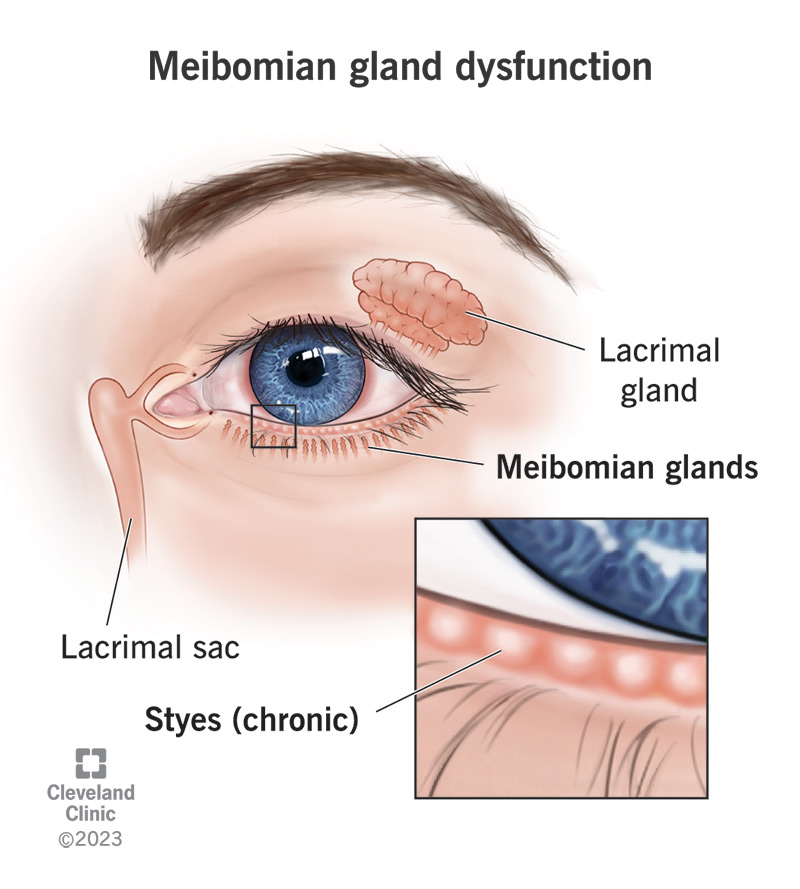 <ol><li><p>located in the tarsal plates</p></li><li><p>secrete oils to prevent tear evaporation</p></li></ol><p></p>