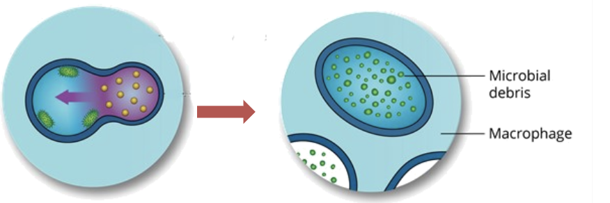 <p>the pathogen is destroyed and digested by the lysosomal enzymes</p>