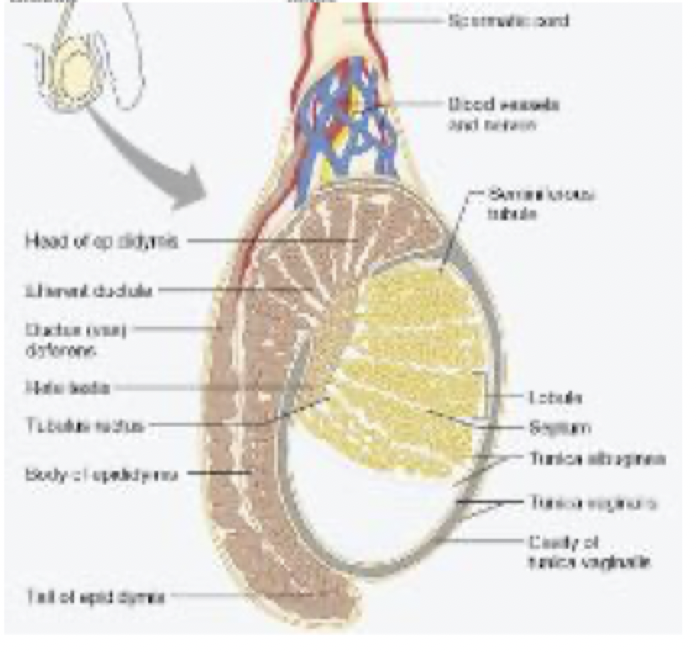 <p>Epididymis</p><p>sperm become motile here</p>