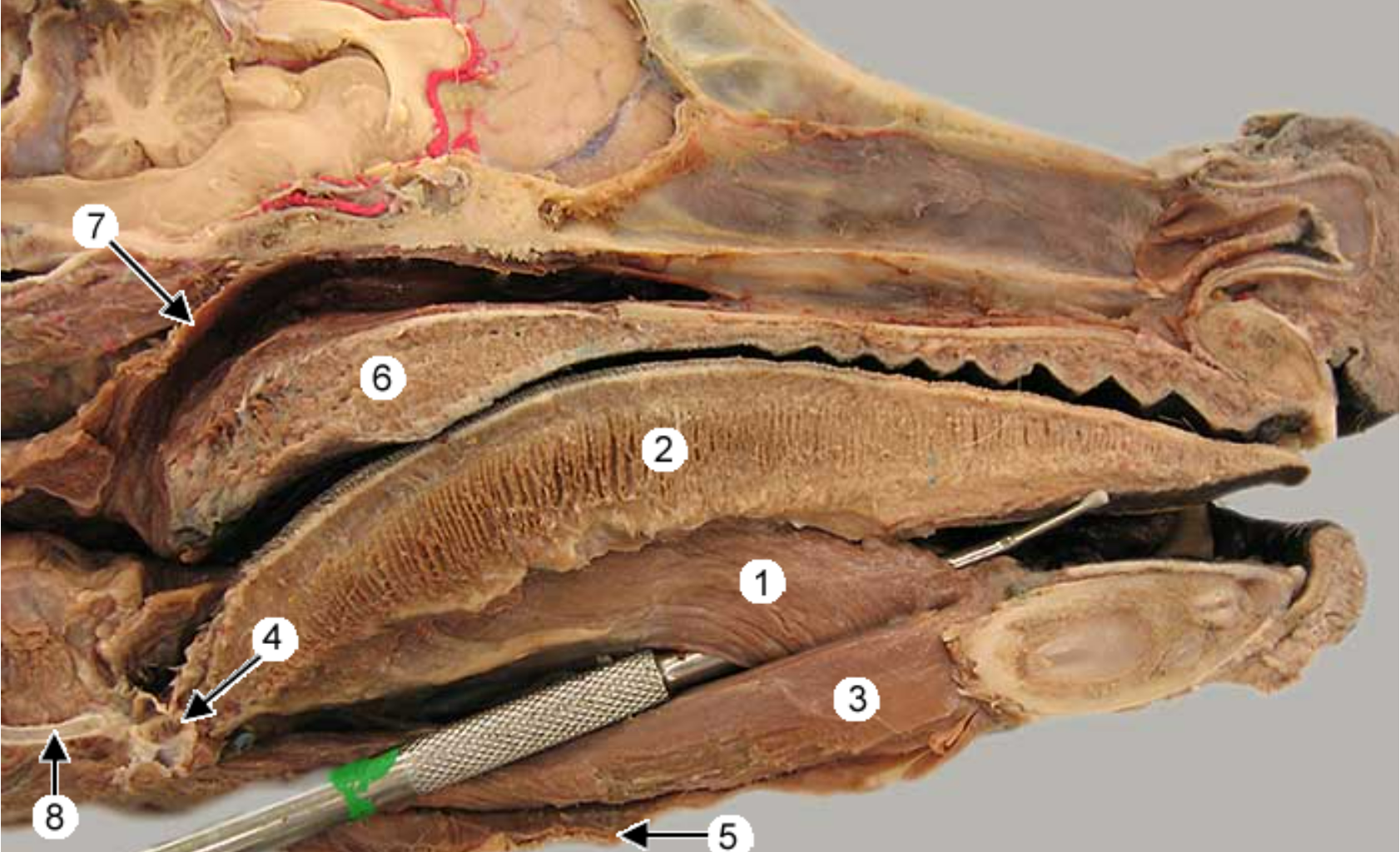 <p>this is a medial view of the canine head (nose to the right).</p><p>label the muscles 1, 3, 5</p>