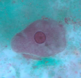 <p>Professor: Dr. Glena Fe A. Yapchulay-Alcabasa</p>