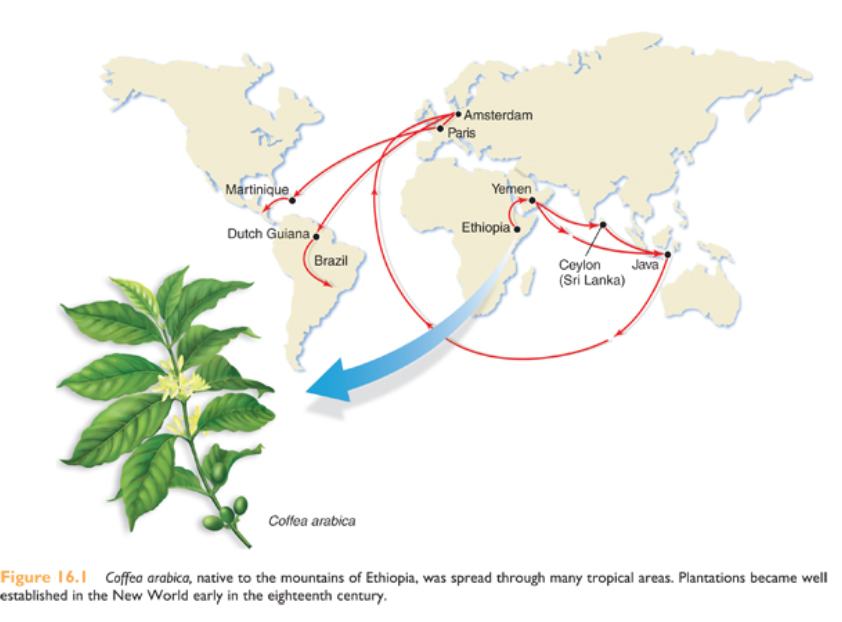 <p><em>Caffea arabica </em>plant</p><p></p><p>Native to Ethiopia but spread through Europe and eventually the Americas</p>