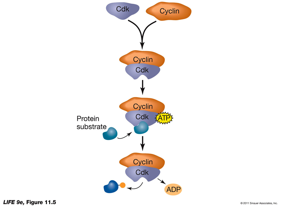 <ul><li><p><strong>Cdk Activation</strong>:</p><ul><li><p>Cdk undergoes a conformational change upon cyclin binding.</p></li></ul></li><li><p><strong>Knockout Mice</strong>:</p><ul><li><p>In knockout mice, a specific protein is knocked out, leading to a mutation or the removal of a mutation.</p></li></ul></li><li><p><strong>Regulation of Cell Division</strong>:</p><ul><li><p>Different cyclin-Cdk complexes regulate various stages of the cell cycle, making the regulation of Cdks key to controlling cell division.</p></li><li><p>Cdks can be regulated by the presence or absence of cyclins (absence = they’re inactive)</p></li><li><p>Cyclins are degraded sequentially by proteases, ensuring timely progression through the cell cycle.</p><ul><li><p>memory trick: cyclin is a PROtein and will be degraded by PROteases</p></li></ul></li></ul></li></ul><p></p>