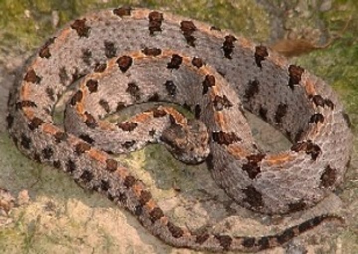 <p>38-66cm</p><p>Large scales on top of head, pit between eye and nostril</p><p>Slender tail with tiny rattle</p><p><strong>Dorsal gray to red, with prominent dark brown/black blotches</strong></p><p>Dorsal scales keeled</p><p><strong>Many specimens with reddish middorsal stripe</strong></p><p>Venter white to pink with brown to black markings</p><p>Juveniles have white/yellow tail tip</p>