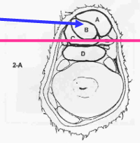 <p>¿De qué zona es este corte? y ¿cuáles son las estrucutras que se ven?</p>