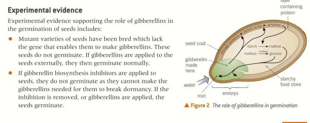 <ul><li><p>Mutant seeds that <strong>lack the gene for gibberellin synthesis</strong> will not germinate. If gibberellin is applied to them externally, they will germinate.</p></li><li><p>As well as gibberellin biosynthesis indicators being added which prevent gibberellin production, keeping dormancy.</p></li></ul><p></p>