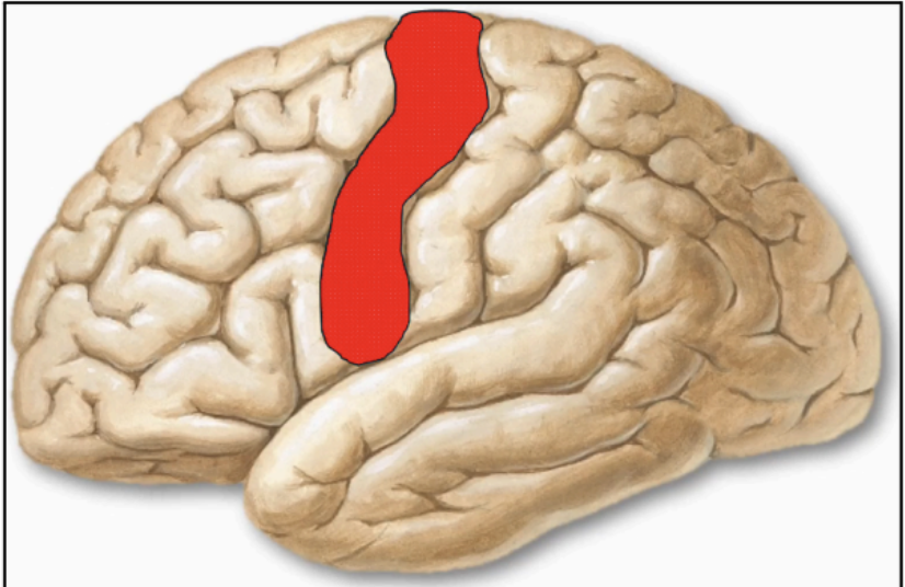 <p>PRIMARY MOTOR CORTEX (PRECENTRAL GYRUS) - BA4 (Red)</p>
