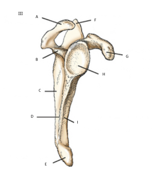 <p>anatomy III: what is letter H?</p>