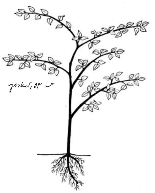 <p>obnovovací pupeny <strong>nad 30 cm</strong> nad zemí</p>