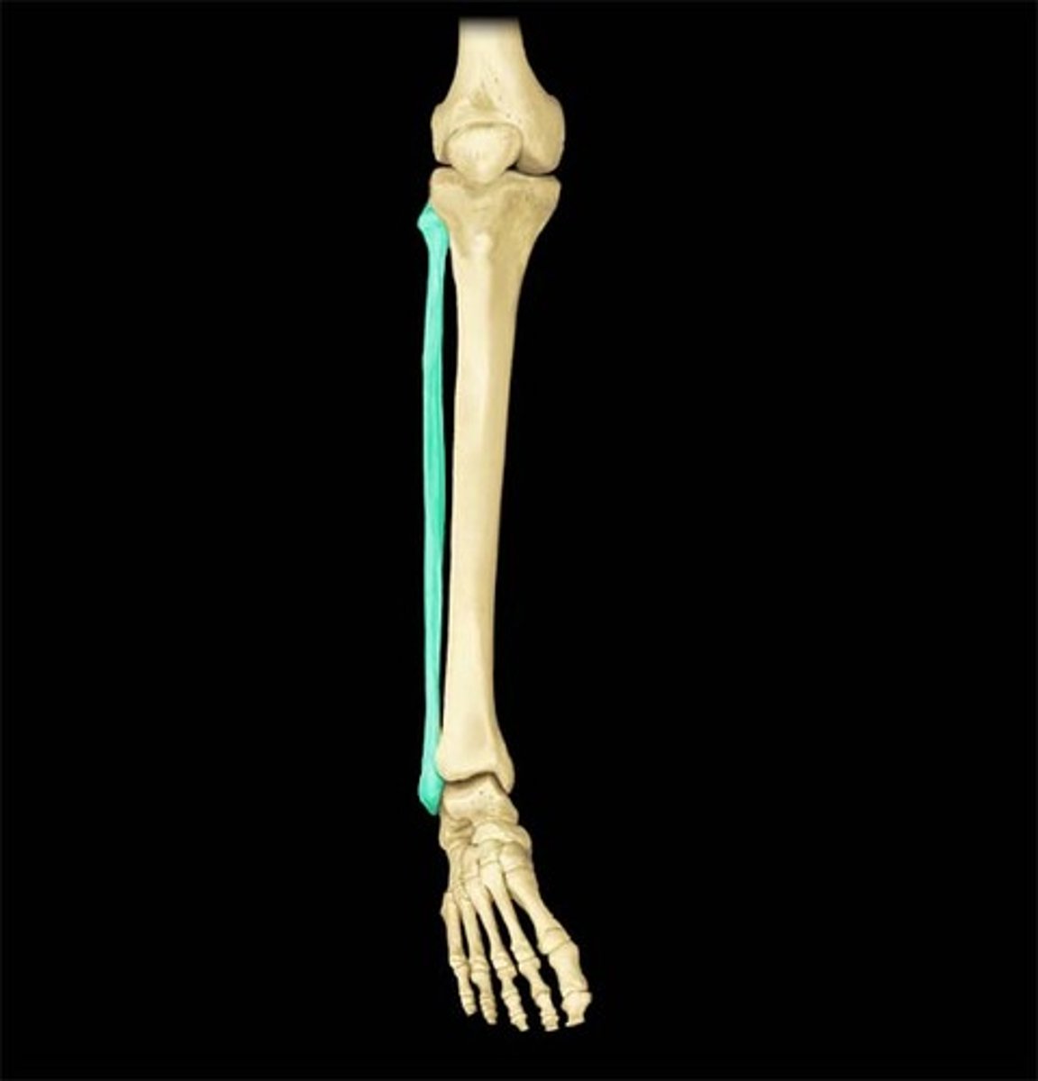 <p>the shorter one of the two long bones which articulates between the knee and the ankle, parallel with the tibia.</p>