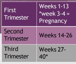 <p>___________ begins at implantation.</p><ul><li><p>40 weeks is when birth happens</p></li></ul><p></p>