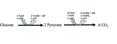 <p>CO2, NADH, FADH2, ATP</p>