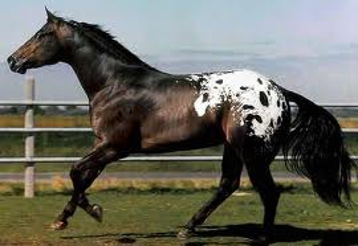<p>Appaloosa</p>
