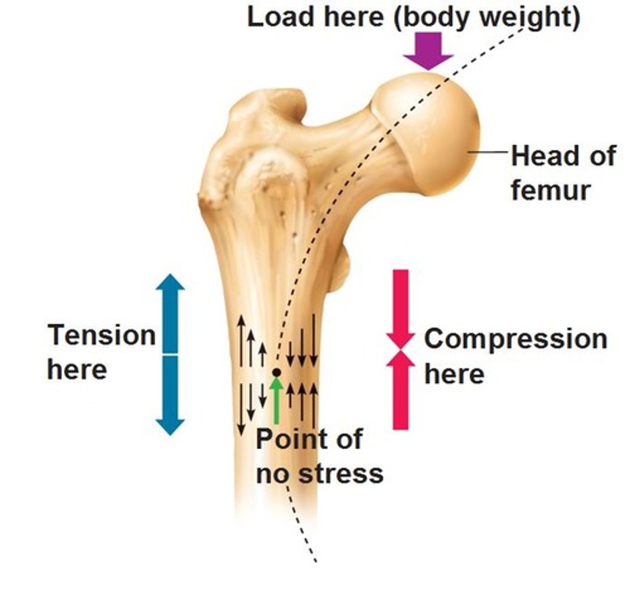 <p>Bones grow or remodel in response to demands placed on it; explains how handedness (right or left handed) results in thicker and stronger bone of that upper limb; curved bones thickest where most likely to buckle; trabeculae form trusses along lines of stress; large, bony projections occur where heavy, active muscles attach; bones of fetus and bedridden featureless</p>