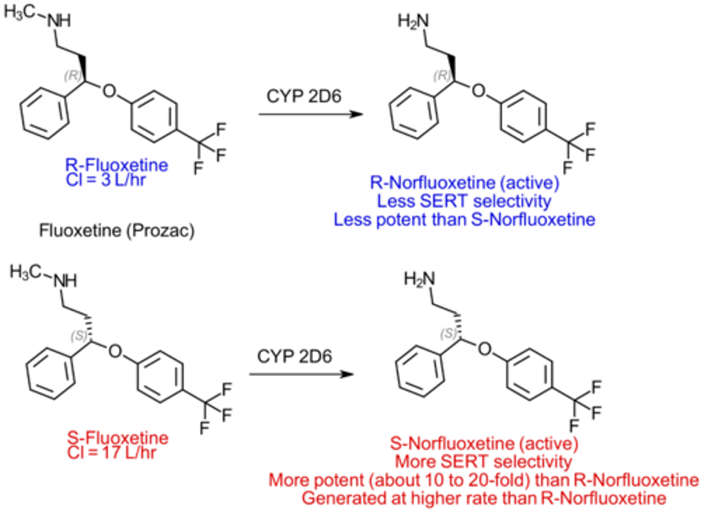 <p>Metabolized by CYP2D6</p><p>Norfluoxetine is the most common metabolite</p><p>Active as an SSRI</p>