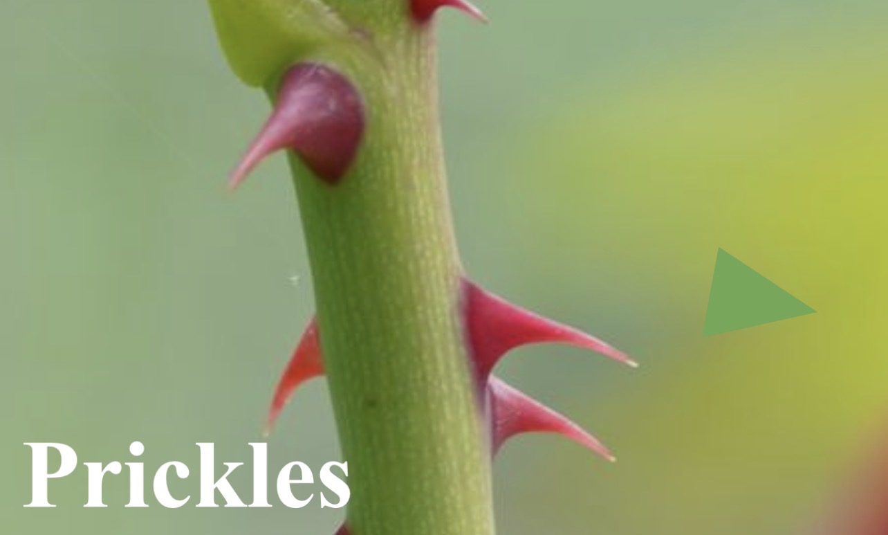 <p>Prickles</p>