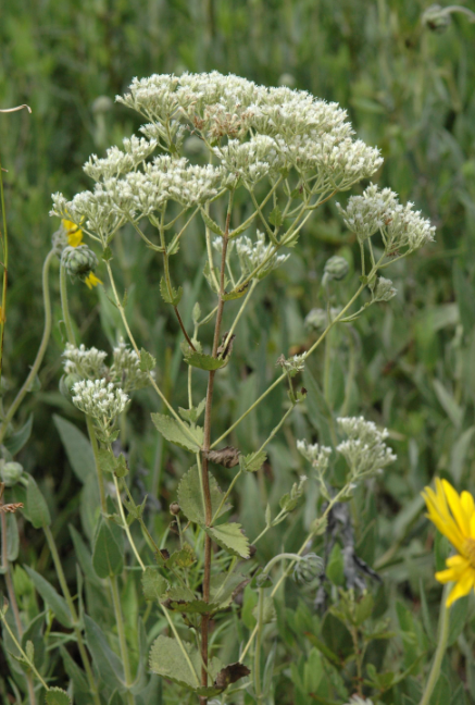 <p>What are the genus and specific epithet of this plant species?</p><p></p>
