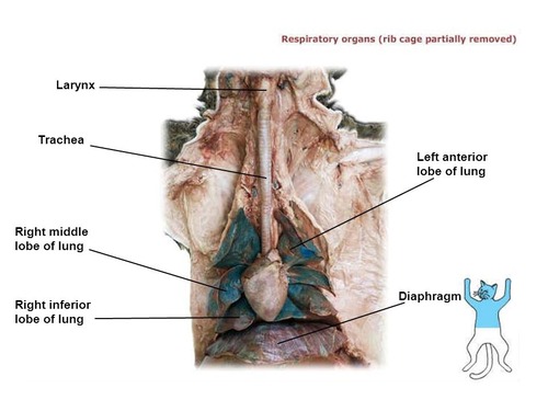 <p>Trachea</p>