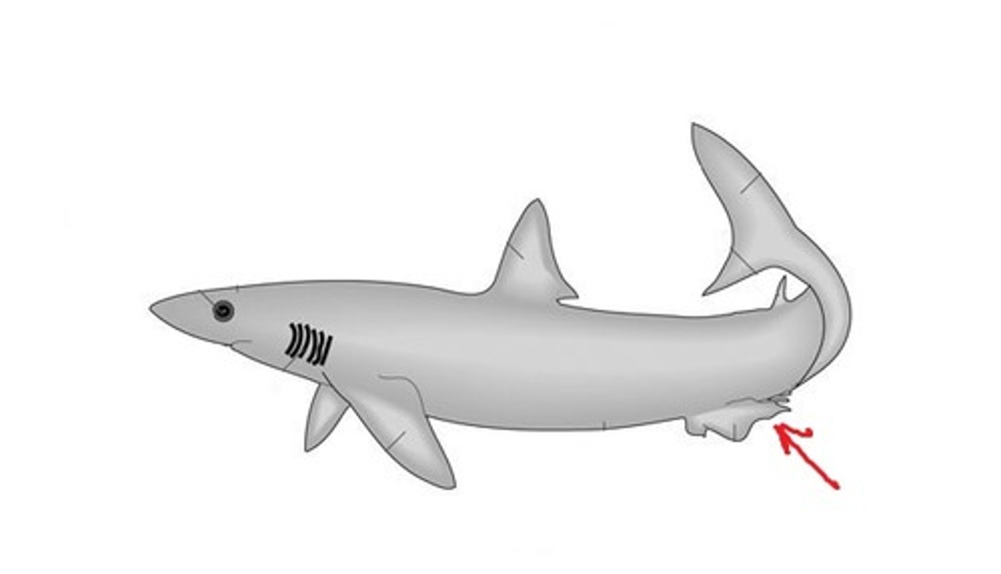 <p>Stabilization and, in males, supports claspers for copulation — Paired fins on ventral surface posterior to pectorals</p>