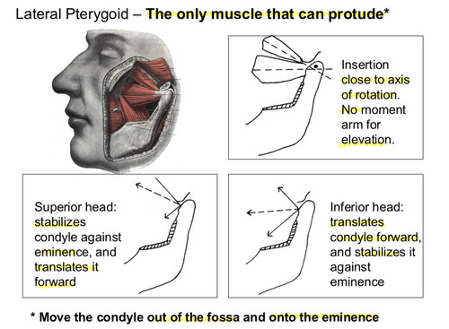 <p>translates the condyle forward, and stabilizes it against eminence</p>