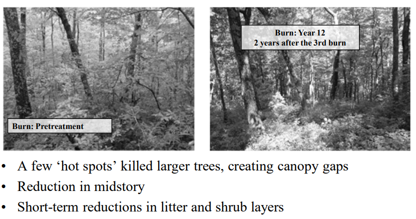 Forest structure before and after repeated low-intensity dormant prescribed burns
