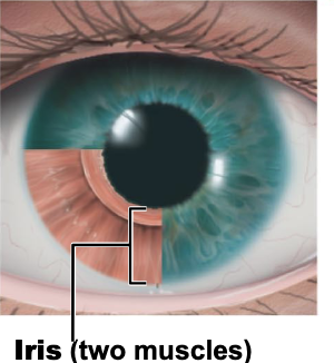 <p>what is two muscles of Iris</p>