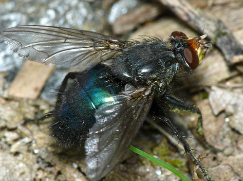 <p>Class: </p><p>Order: </p><p>Family: </p><p>Genus: </p><p>Species:</p><p>Common Name:</p><p>Associated with dead bodies?</p>