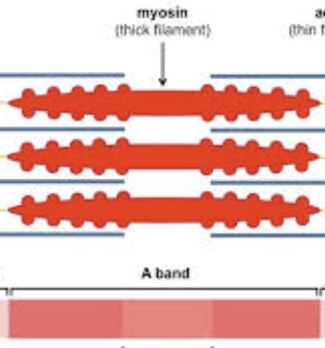 <p>A-band</p>