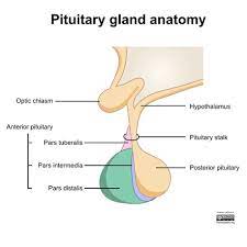 <p>1) The hypothalamus secretes releasing hormones into the blood </p><p></p><p>2) These pass down a portal vessel to the pituitary gland </p><p></p><p>3) This stimulates the release tropic hormones from the anterior part of the pituitary gland</p><p></p><p>4) These stimulate activity in a variety of endocrine glands </p>