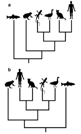 <ul><li><p>order of terminal nodes is meaningless</p></li><li><p>only the branching order provides information about relatedness</p></li><li><p>Taxa that share more recent common ancestors are more closely related</p></li></ul>
