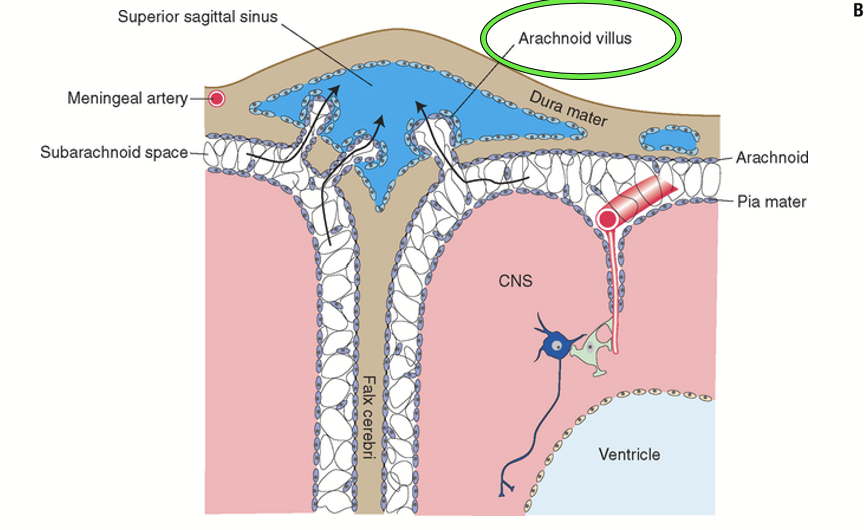 <p>A “collection pouch” found within the dura mater at the top of the brain that collects excess CSF from the sub-arachnoid space released by the arachnoid villus.</p>
