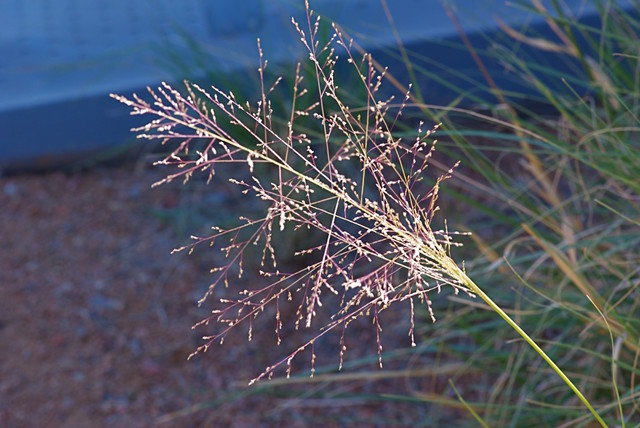 <p>What is this plant’s scientific name?</p>