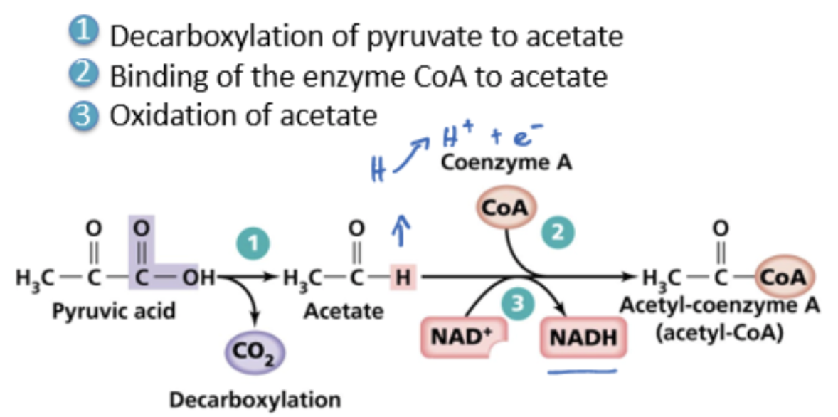 <ol><li><p>decarboxylation of pyruvate to acetate</p><ol><li><p>CO2 leaves cell, diffuses into the bloodstream and is expired</p></li></ol></li><li><p>binding of enzyme CoA to acetate</p></li><li><p>oxidation of acetate into acetyl-coenzyme A</p></li></ol><p></p>