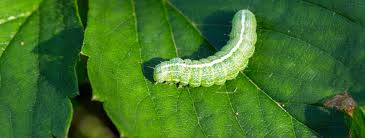 <p>A green caterpillar known for its looping movement; damages cabbage and related plants.</p><ul><li><p>Part of Noctuidae family</p></li><li><p>The caterpillar larvae are major pests</p></li></ul><p></p>