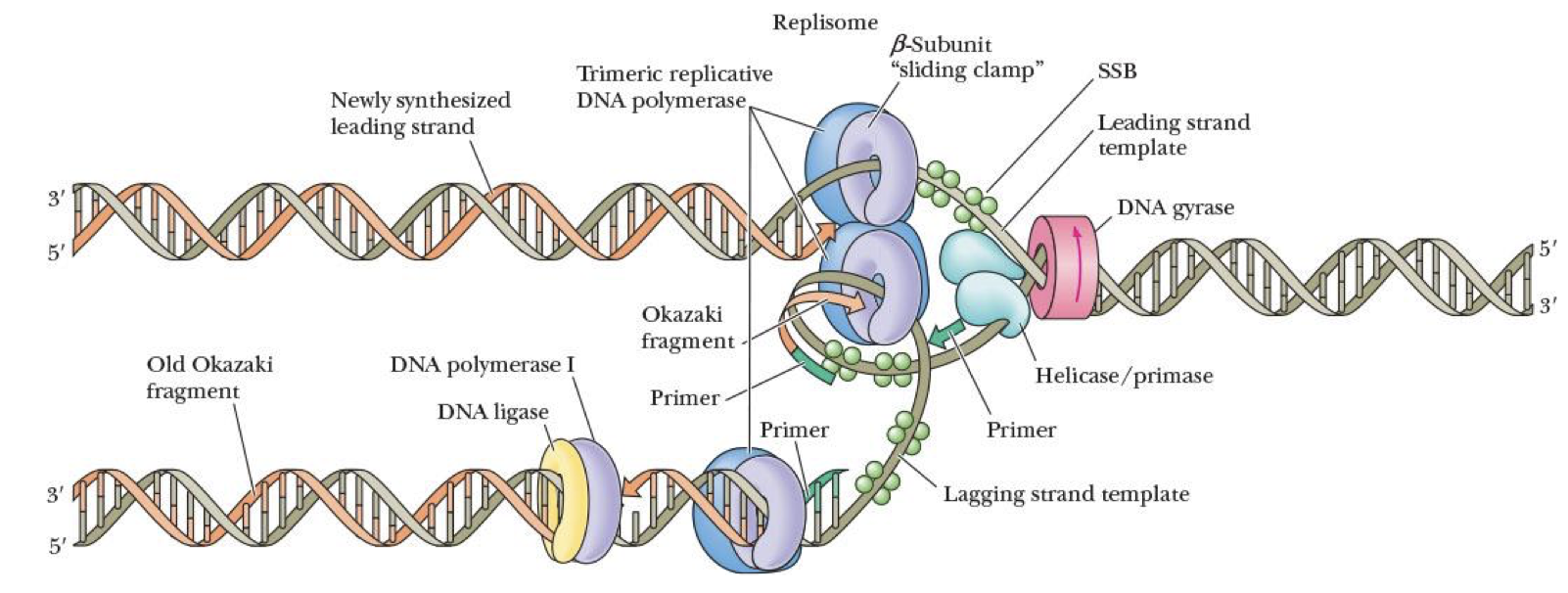 <p>stabilizes single-stranded regions by binding to them </p><ul><li><p>protects them from being destroyed bc our bodies recognize single-stranded DNA as viruses </p></li></ul><p></p>