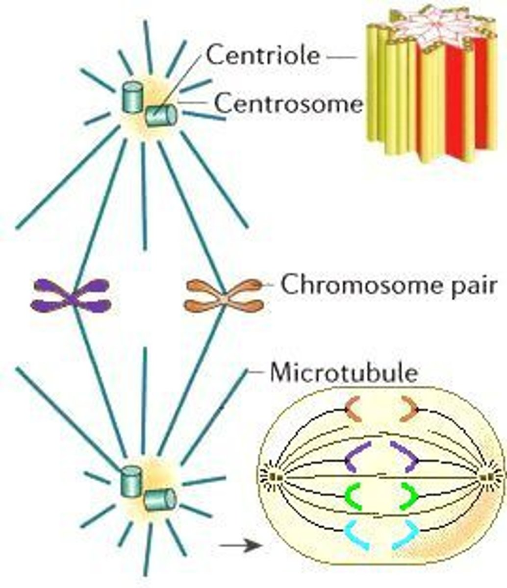 <p>Found in the centrosome, organizing center for microtubules</p><p>Structured as 9 triplets of microtubules with a hollow center</p><p>Migrate to opposite poles of the dividing cell and attach to the chromosomes via Kinetochores</p><p>Pull the sister chromatids apart</p>