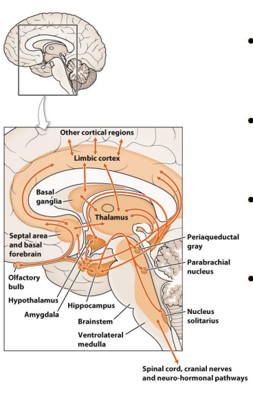 <p>The Limbic System EXPLAINED</p>