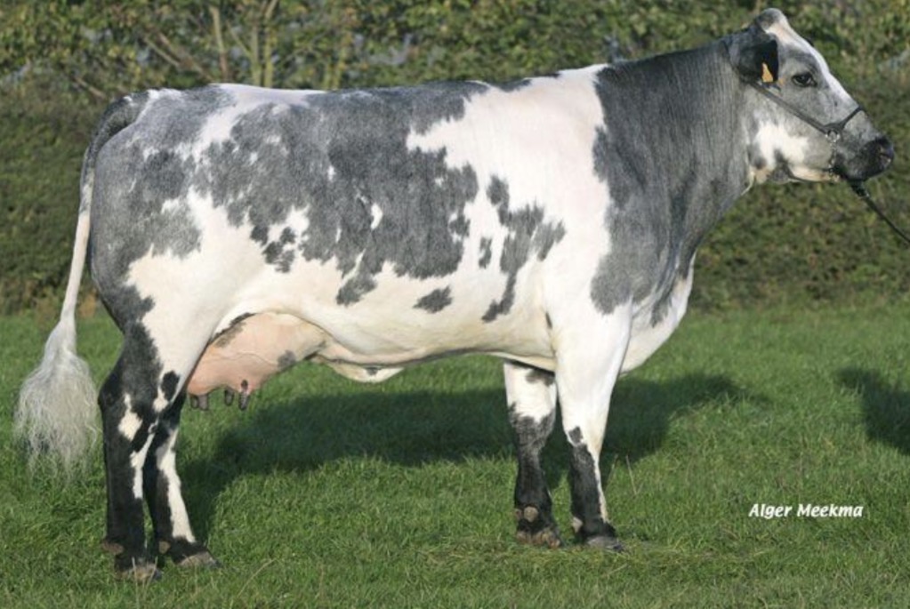 <p>What breed of cow is this and what is it mainly used for commercially?</p>