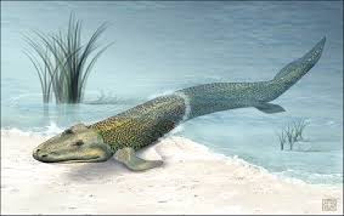 <p>An extinct, 375-million-year-old fossil fish that shows characteristics of both fish and early four-legged land animals. Also sometimes called a "fishapod."</p>