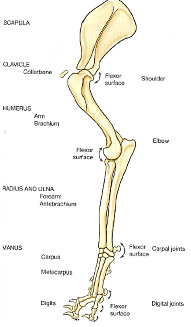 <p>Have one job… move the skeleton</p><p></p><p>Stimulated by a nerve impulse &gt; Contracts by pulling on its attachment sites on bone &gt; Movement of bones and other structures </p><p></p><p>Work in groups, seldomly do they work alone</p>