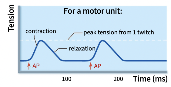 <p><span style="color: rgb(0, 0, 0);">If the APs are far apart in time, we observe 2 diff twitches</span></p>